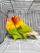 Love bird পাখি